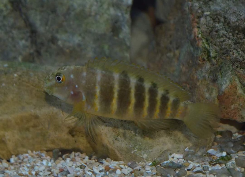 Eretmodus marksmithi 'Kalya'